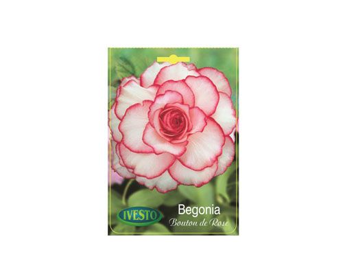 Луковици Бегония Bouton de Rose Ivesto 2бр